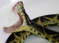 PROTEÍNA DE VENENO DE SERPENTE DESTRÓI CÉLULA DE TUMOR EM TESTE