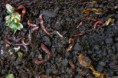 Apetite das minhocas: alternativa ecológica ao lixo orgânico
