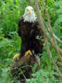 Em dois séculos, 47 espécies de aves podem ter sido extintas em Belém/PA